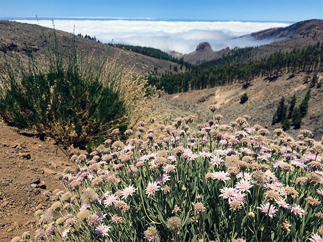 Slopes of El Teide Photo by Ventures Birding